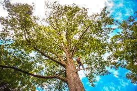 Best Tree Risk Assessment  in Hughesville, MD