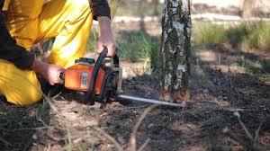 Best Emergency Tree Removal  in Hughesville, MD