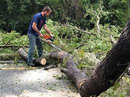 Best Tree Removal  in Hughesville, MD