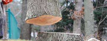 Best Arborist Consultation Services  in Hughesville, MD