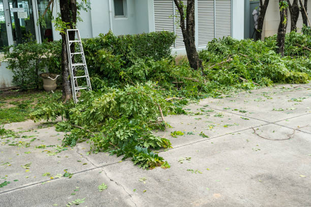 Best Commercial Tree Services  in Hughesville, MD