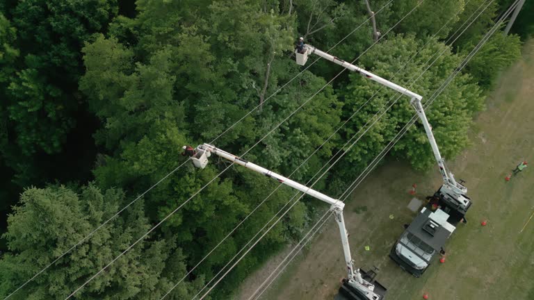 Best Root Management and Removal  in Hughesville, MD