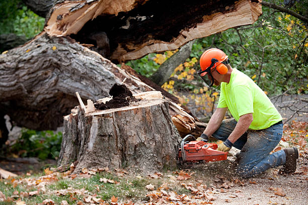 Best Fruit Tree Pruning  in Hughesville, MD
