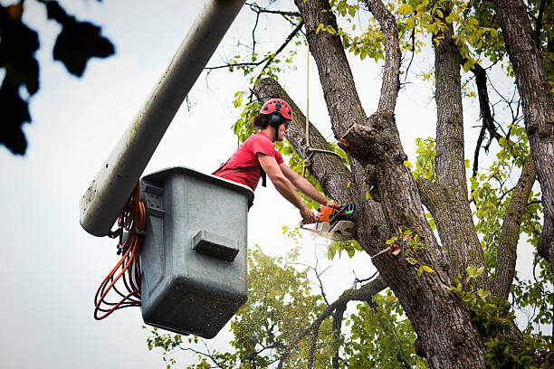 Best Firewood Processing and Delivery  in Hughesville, MD