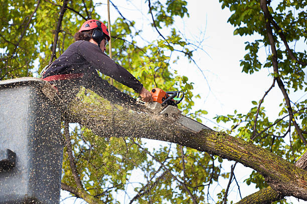 Best Lawn Pest Prevention  in Hughesville, MD