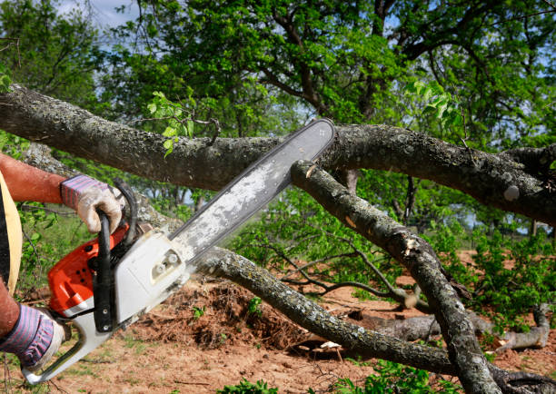 Best Tree Mulching  in Hughesville, MD